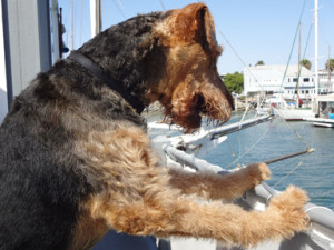 San Diego Airedale Terrier