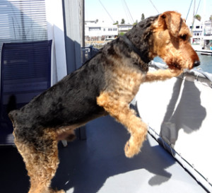 Larger Airedale Terrier