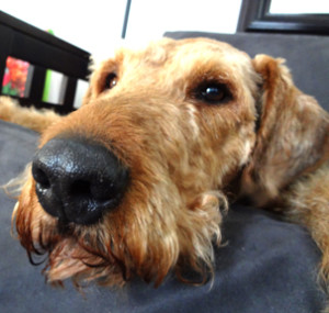 Mountain Airedale Terrier