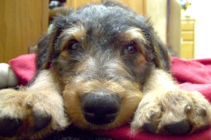 Mountain Airedale Terrier