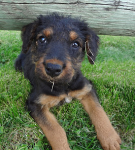 Oorang Airedale Terrier puppy Large Airedale Breeder