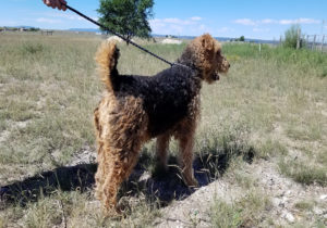 large Airedale Terrier