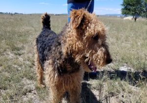 Large Airedale Terrier
