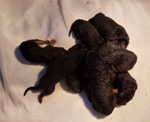 Newborn Airedale Terrier puppies