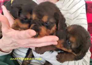 female Airedale Terrier puppies