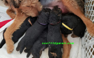 4 week old Airedale puppies