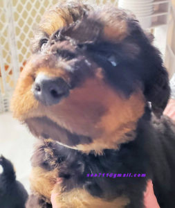 Southern California Airedale Terrier puppy