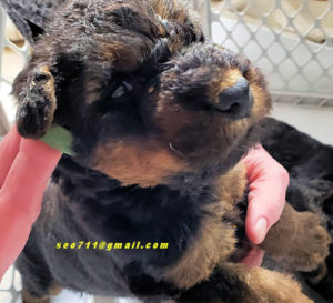 male Airedale Terrier puppy