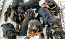 California Airedale Terrier puppies