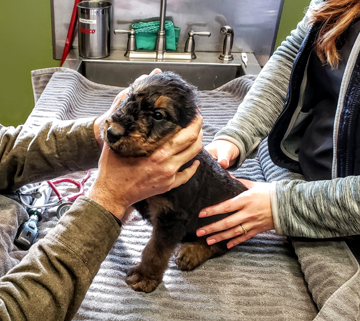 six week old Airedale puppy - Airedale Terriers | Airedale ...