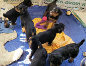 Southern California Airedale puppies