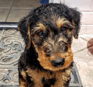larger Airedale Terrier puppy Should you neuter your Airedale?