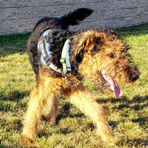 six month old Airedale puppy