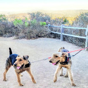 larger Airedale Terriers