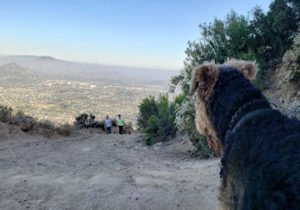Cowles Mountain Barker Way Trail - San Diego Best Dog Hiking