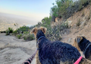 larger Airedale Terriers - San Diego Best Dog Hiking