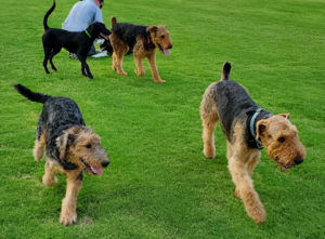 Larger Arizona Airedale Terriers