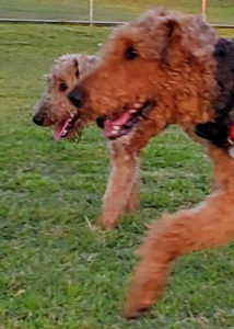 Larger Airedale Terriers