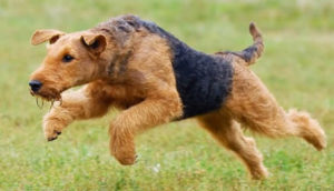 larger Airedale Terrier - Airedale Terrier Versatility