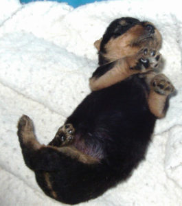 Airedale Terrier puppy Airedale Puppies for sale