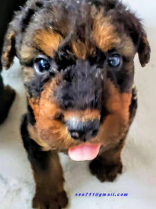 5 week old Airedale Terrier puppy