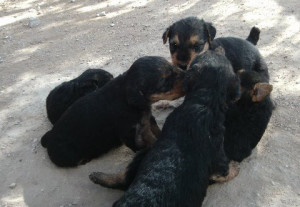 Airedale puppies - Large Airedale Breeder