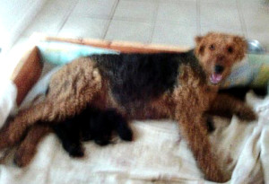 Airedale puppies feeding