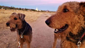 Arizona larger Airedale Terriers