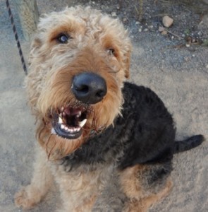 Larger Airedale Terrier