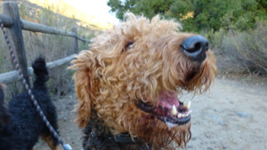 Talking Mountain Airedale Terrier - Airedale Terrier Training