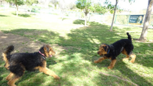 Oorang Airedale puppies @ 8 months