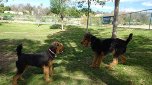 Mountain Airedale Terrier puppies