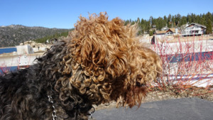 Mountain Airedale Terrier  -  Airedale Terrier Grooming
