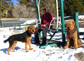 California Airedale Terriers