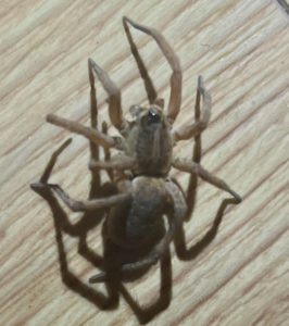 Arizona Brown recluse spider