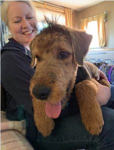 larger Airedale Terrier puppy
