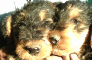Mountain Airedale puppies