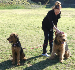 Mountain Airedales California  -  Airedale Training