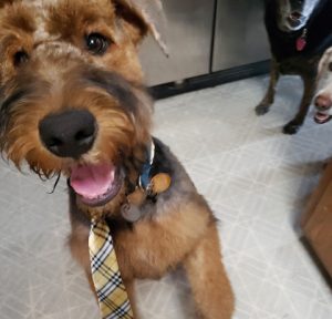 6 mo old Airedale puppy