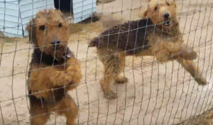 Larger Airedale Terrier Puppies for Sale