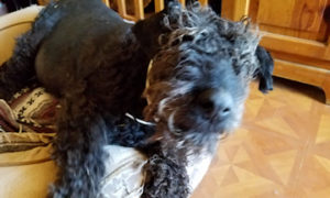 black Airedale Terrier