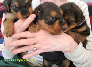 female Airedale puppies
