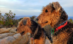 Oorang Airedale Terriers - California Dog Hiking Danger