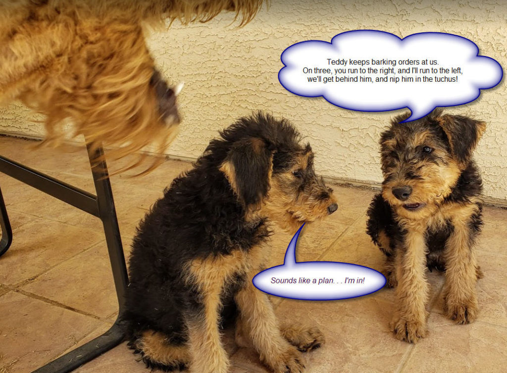 Larger Airedale Puppies