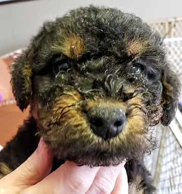 Male Airedale Terrier Puppy Heads to Calgary - Airedale ...
