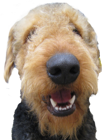 larger Airedale Terrier